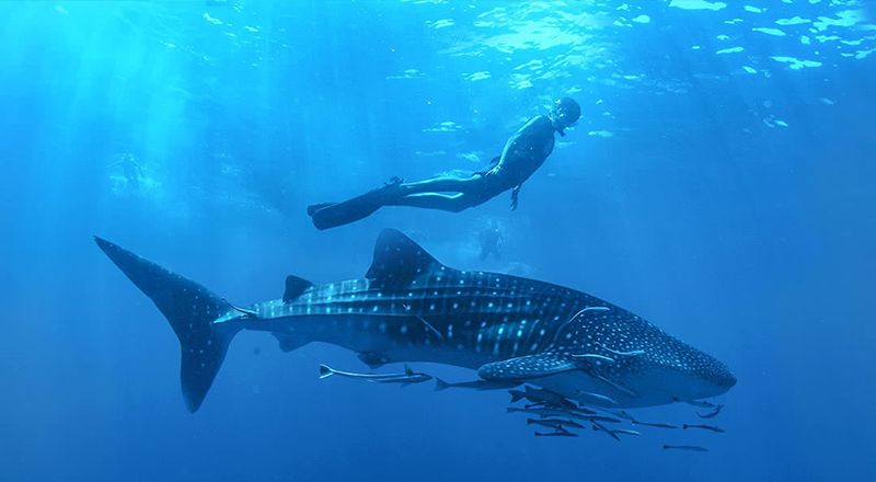 Whale Shark Adventure