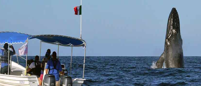 Zodiac Whale Watching Adventure