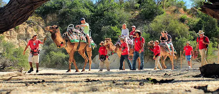 Camel Quest