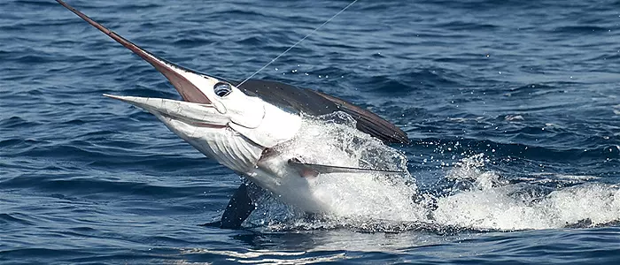 Fishing in Cabo San Lucas