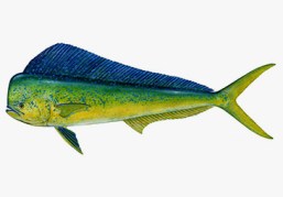 Dorado (lb)